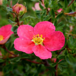 Potentilla fruticosa 'Danny Boy'